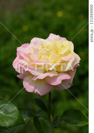 ピース・バラ 131889900