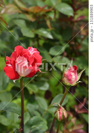 ラブ・バラ 131889903