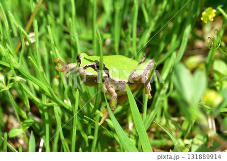 ニホンアマガエル 131889914