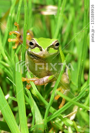 ニホンアマガエル ニホンアマガエル 131889916