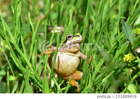 ニホンアマガエル 131889919
