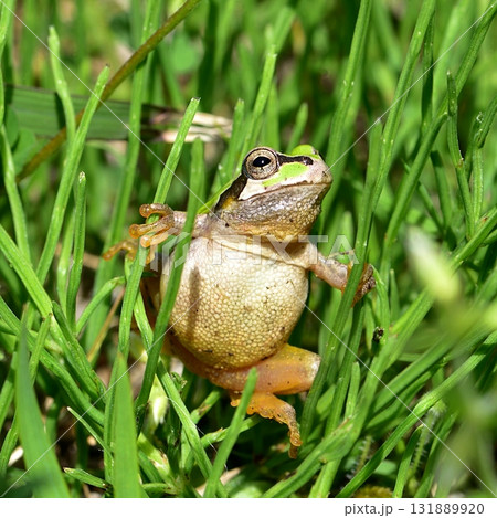 ニホンアマガエル 131889920