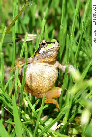 ニホンアマガエル 131889921