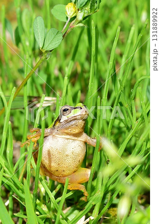 ニホンアマガエル 131889922