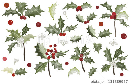 水彩で描いたヒイラギのイラスト素材セット 水彩で描いたヒイラギのイラスト素材セット 131889957