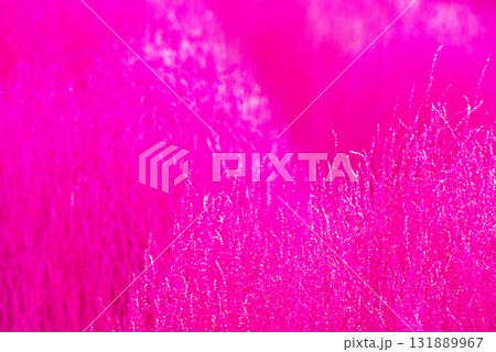 ピンク系　背景素材 131889967