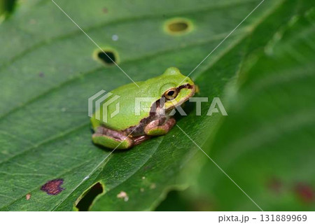 ニホンアマガエル 131889969