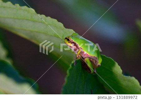 ニホンアマガエル 131889972