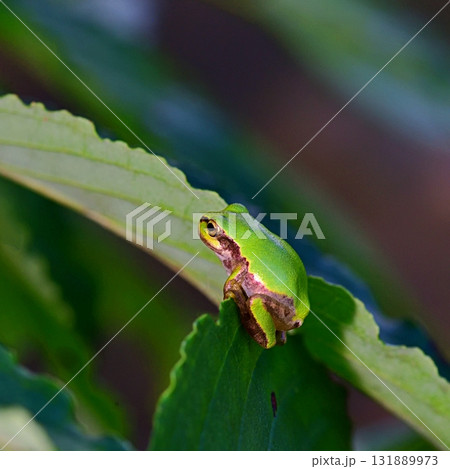 ニホンアマガエル 131889973