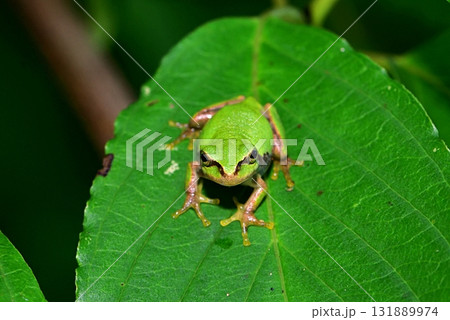 ニホンアマガエル 131889974
