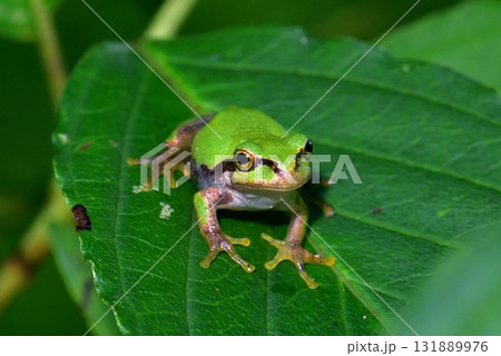 ニホンアマガエル 131889976