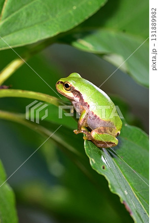 ニホンアマガエル ニホンアマガエル 131889982