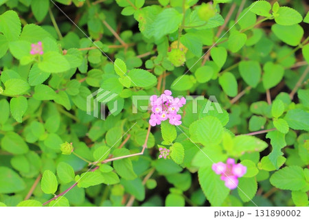 コバノランタナ　紫色の花 131890002