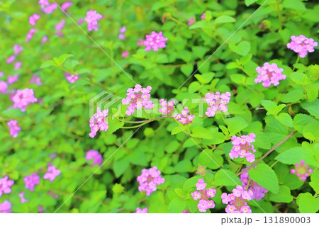 コバノランタナ　紫色の花 131890003