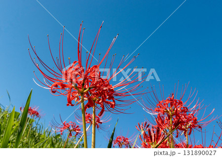 青空に映える彼岸花 131890027