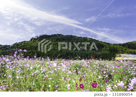 コスモス畑を走る列車 131890054