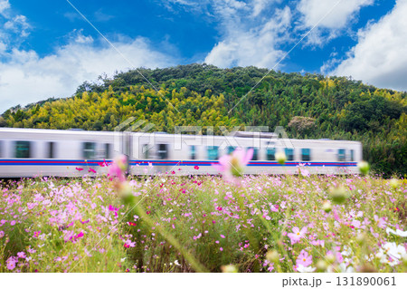 コスモス畑を走る列車 コスモス畑を走る列車 131890061