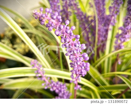 花盛りの紫色のヤブランの花07 花盛りの紫色のヤブランの花07 131890072
