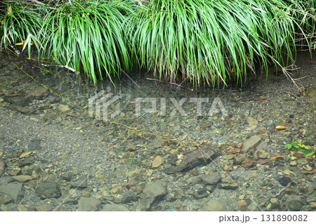 清流とタニガワスゲ（谷川菅） 131890082