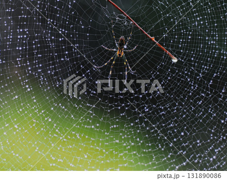 【京都府木津川市／山城町森林公園】雫をまとう女郎蜘蛛（横） 131890086