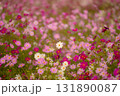 やさしい光に咲くコスモス 131890087