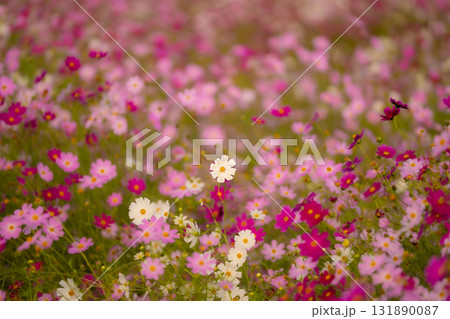 やさしい光に咲くコスモス 131890087