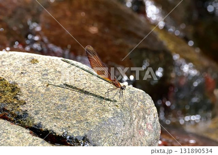 ミヤマカワトンボ ミヤマカワトンボ 131890534
