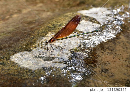 ミヤマカワトンボ 131890535