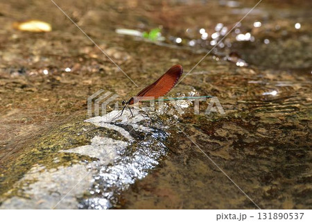 ミヤマカワトンボ 131890537