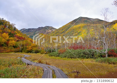 長野県小谷村にある栂池自然園の秋の風景 131890612