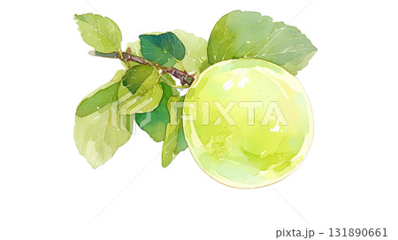 透明背景(png)に枝に実った青梅の水彩イラスト 透明背景(png)に枝に実った青梅の水彩イラスト 131890661