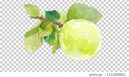 透明背景(png)に枝に実った青梅の水彩イラスト 透明背景(png)に枝に実った青梅の水彩イラスト 131890661