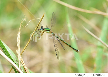 コバネアオイトトンボ 131890685