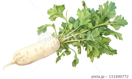 透明背景（png）に大根の水彩イラスト 131890772