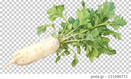 透明背景（png）に大根の水彩イラスト 131890772