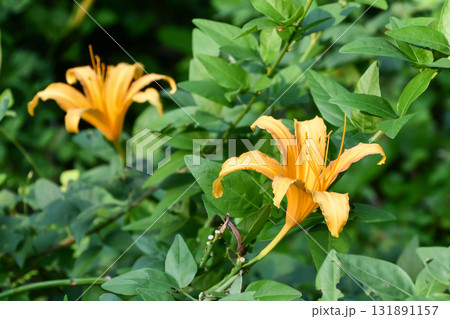 ハマカンゾウ　Japanese Daylily 131891157