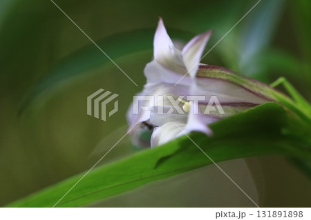 ツルリンドウ 131891898