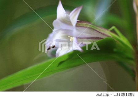 ツルリンドウ 131891899