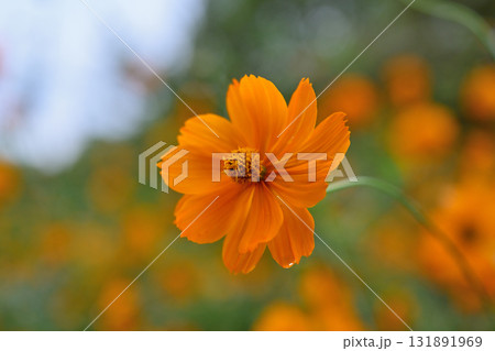 オレンジ色のキバナコスモス 131891969