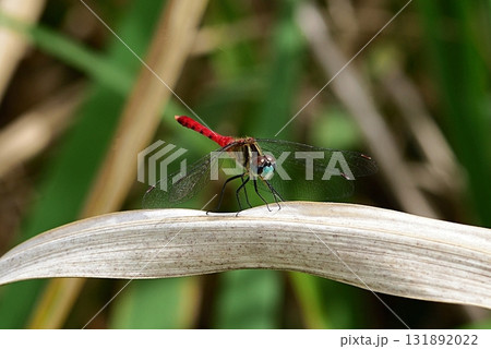 マイコアカネ 131892022