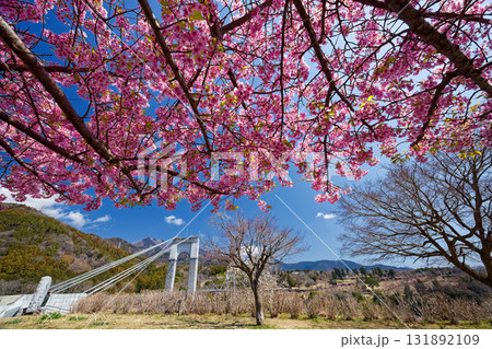 秦野・戸川公園の河津桜と風の吊り橋 131892109
