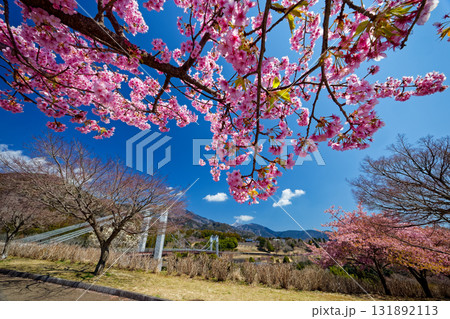 秦野・戸川公園の河津桜と風の吊り橋 秦野・戸川公園の河津桜と風の吊り橋 131892113