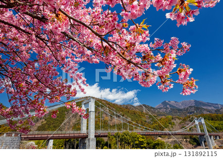 秦野・戸川公園の河津桜と風の吊り橋 131892115