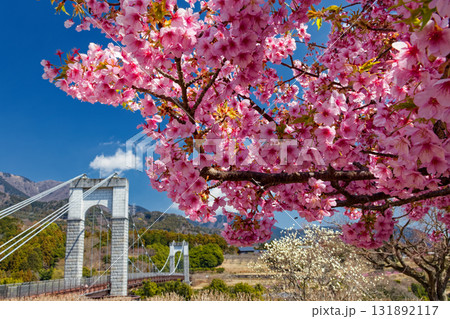 秦野・戸川公園の河津桜と風の吊り橋 131892117