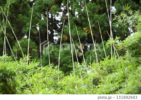 ホウライチク(蓬莱竹)の若竹 ホウライチク(蓬莱竹)の若竹 131892683