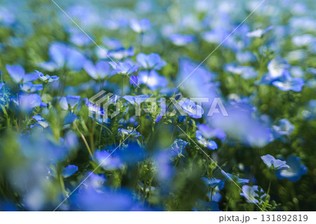 一面に咲くネモフィラの青い花畑(春の風景) 一面に咲くネモフィラの青い花畑(春の風景) 131892819