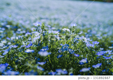 一面に咲くネモフィラの青い花畑（春の風景） 131892887