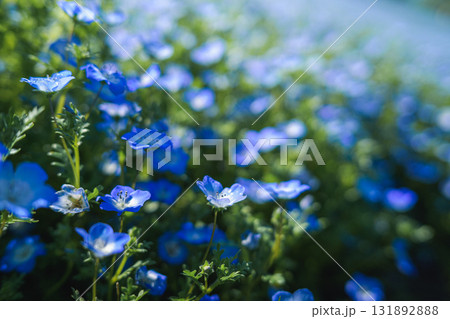 一面に咲くネモフィラの青い花畑(春の風景) 一面に咲くネモフィラの青い花畑(春の風景) 131892888