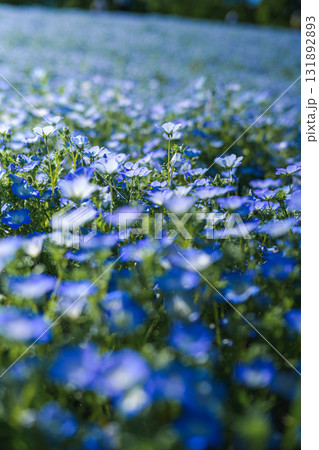 一面に咲くネモフィラの青い花畑（春の風景） 131892893