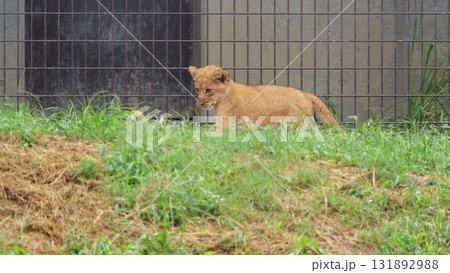 放飼場で遊ぶライオンの赤ちゃん 放飼場で遊ぶライオンの赤ちゃん 131892988